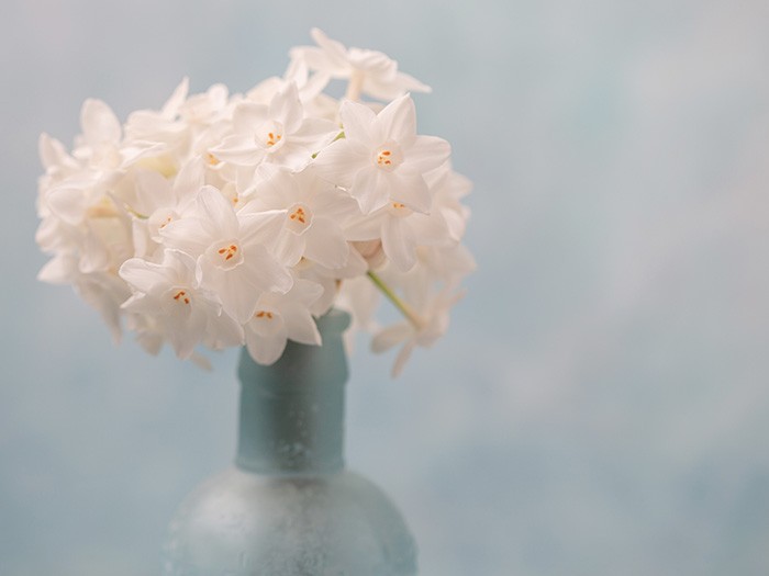 Light blue vase with white orchids and a blue accent wall behind it